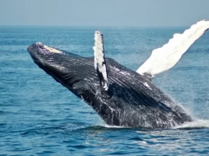 Trincomalee whale watching sri lanka