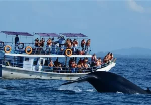 whale-watching-sri-lanka