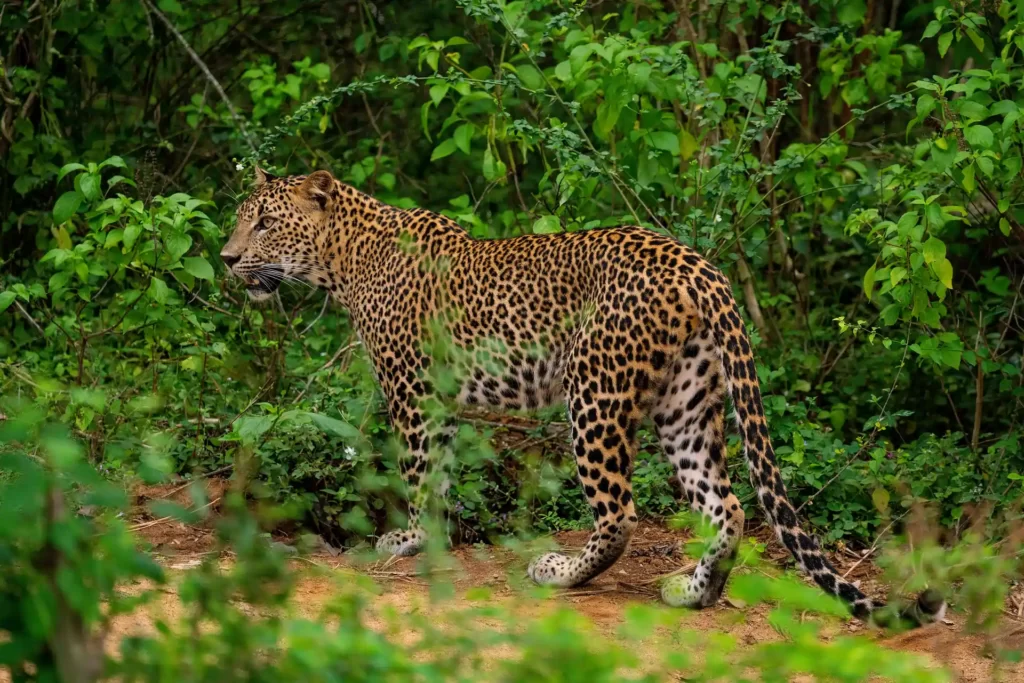 3238px-Sri-lankan-leopard-yala-casey-klebba