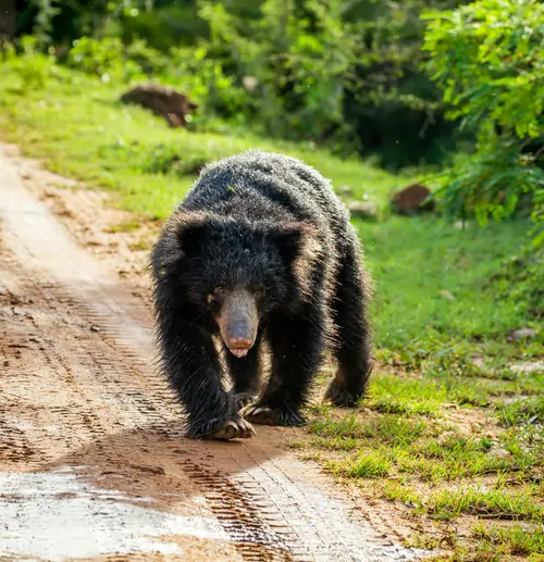 sri-lankan-sloth-bear-melursus-ursinus-inornatus-is-walking-along-road-yala-national-park-sri-lanka