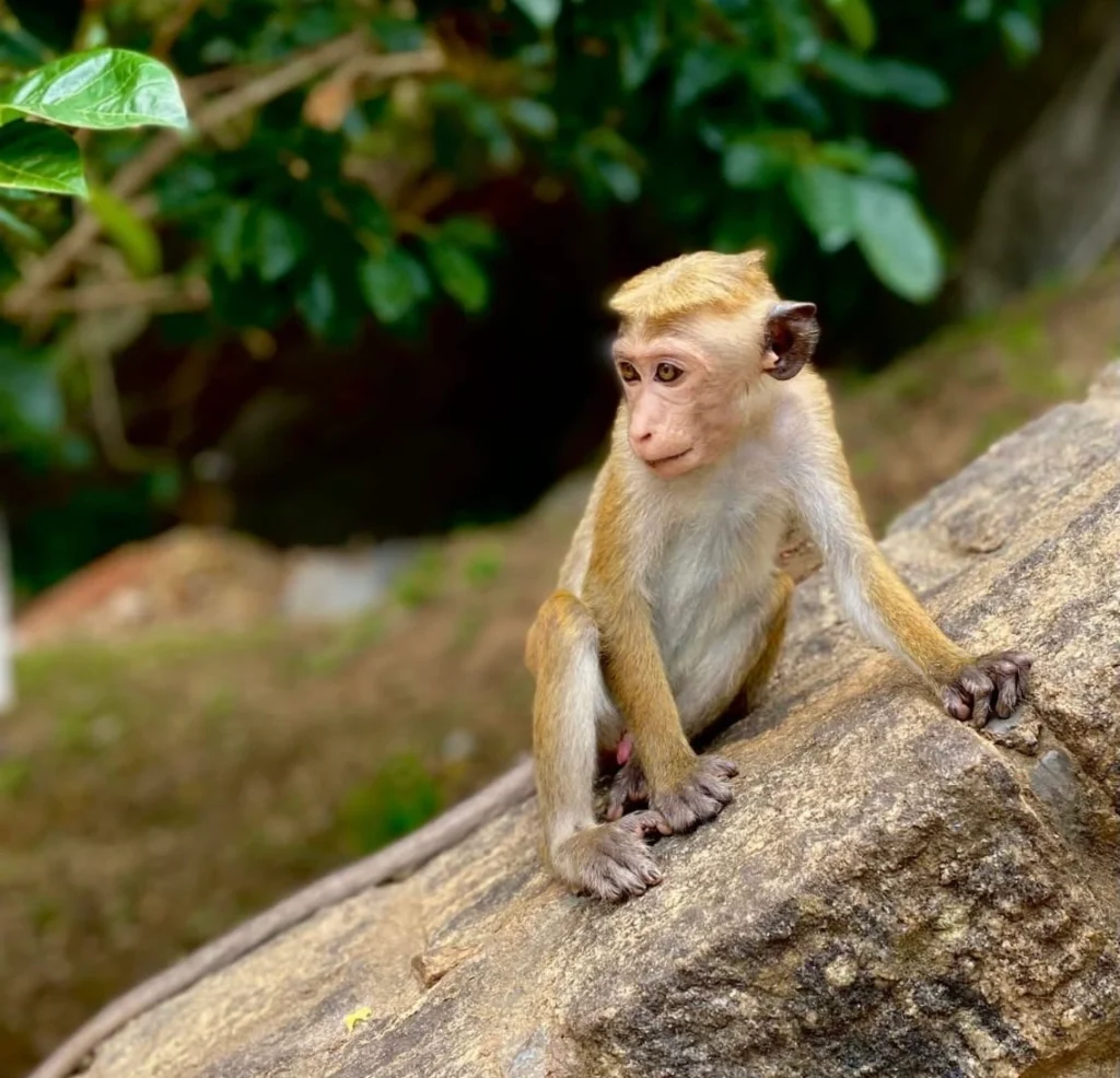 Summer-discovery-19-days-18-nights-in-sri-lanka 42