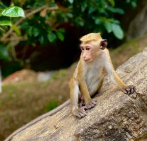 Summer-discovery-19-days-18-nights-in-sri-lanka 3 Negombo